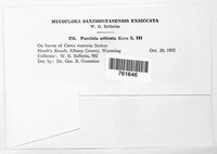 Puccinia urticata image
